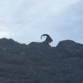 В Алтайском крае пресекли незаконную перевозку козерога