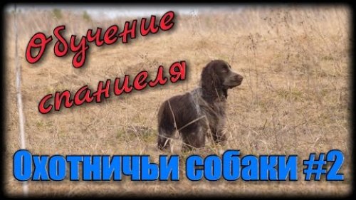 Охота с собакой. Обучение и воспитание русского охотничьего спаниеля
