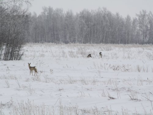 Стоят у дороги...
