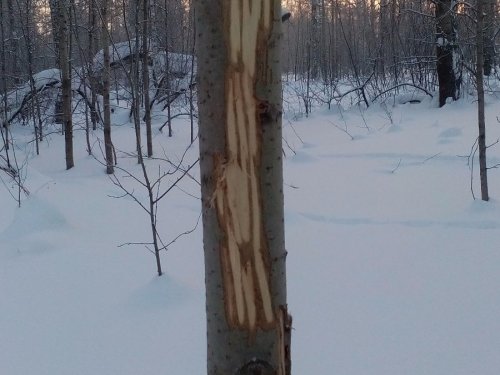 Перекус