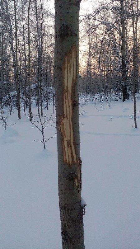 Перекус