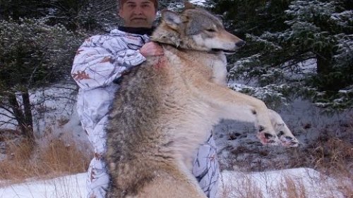 Охота на Волка. Шакалы тайги!