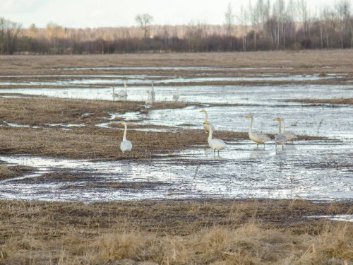 "Весна" прилетела)