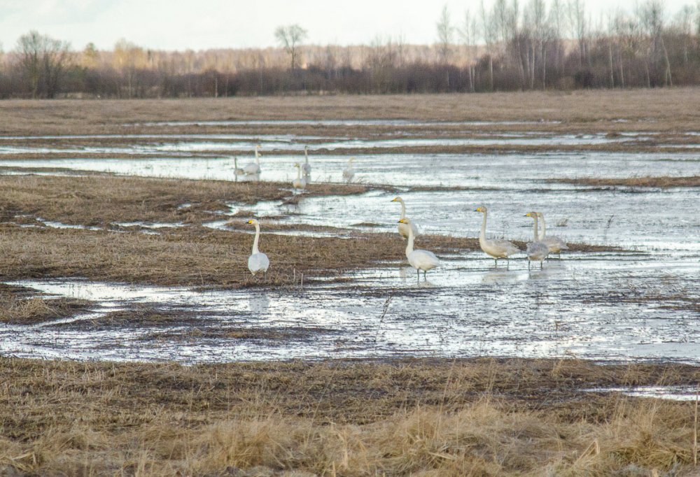"Весна" прилетела)