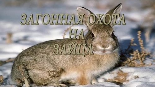 Загонная охота на зайца