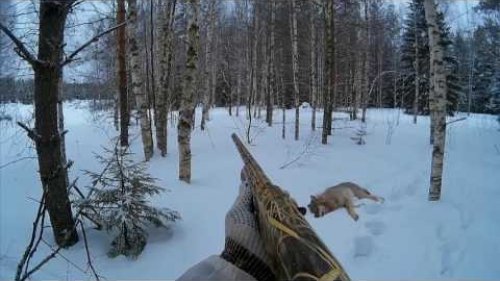 Охота на волка с флажками