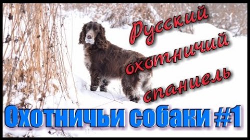 Русский охотничий спаниель. Охота на утку, рябчика и зайца