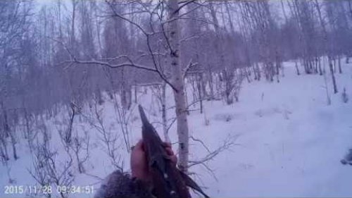 Охота на косулю 2017 .Загонная охота.