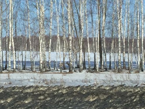 Косульки