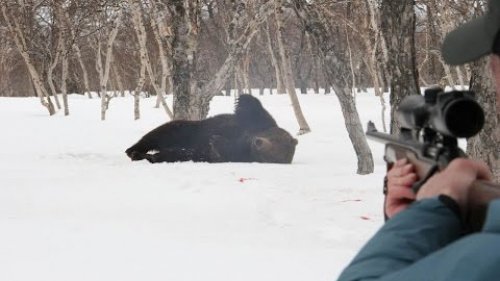 Охота на медведя