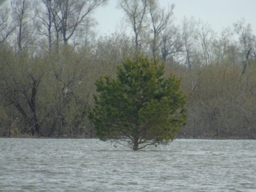 Сосна