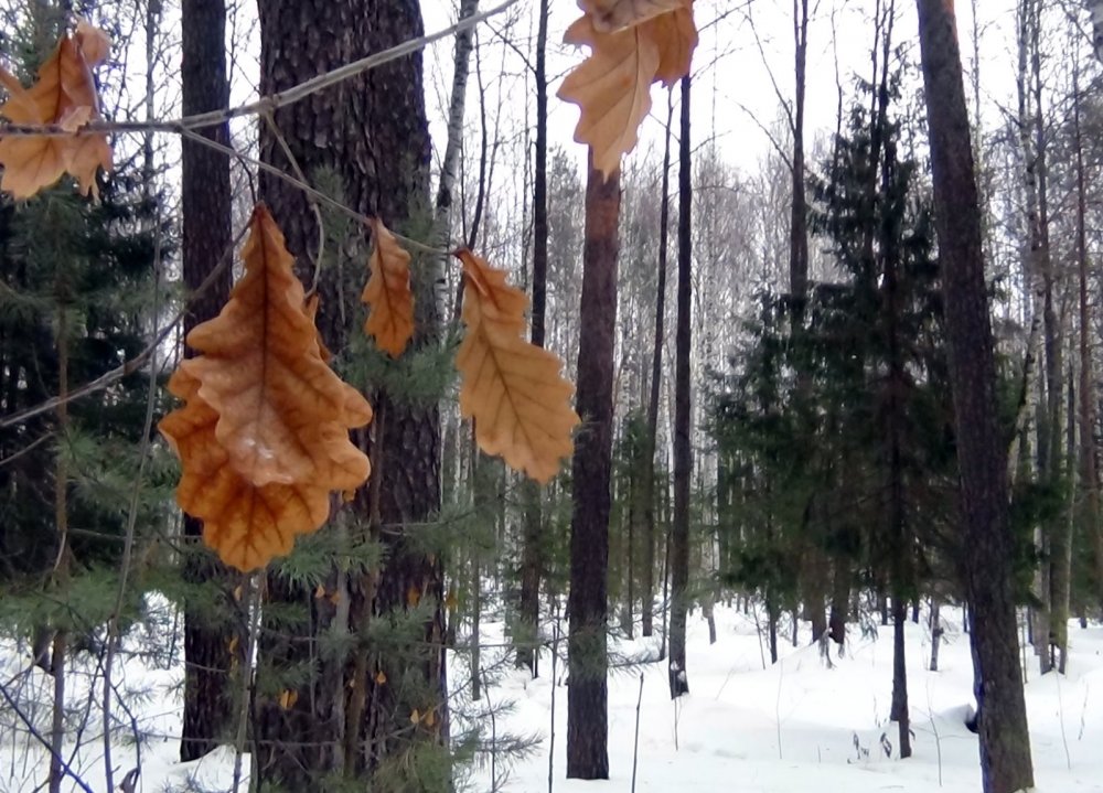 Мартовский лес.