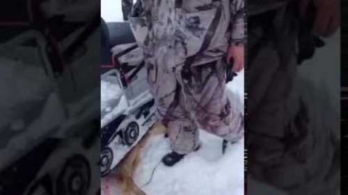 Браконьер беспредельщик