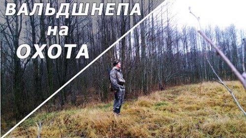 Открытие по вальдшнепу - весна 2017