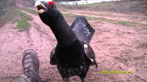 Храбрый глухарь 2 (Wild cock 2)