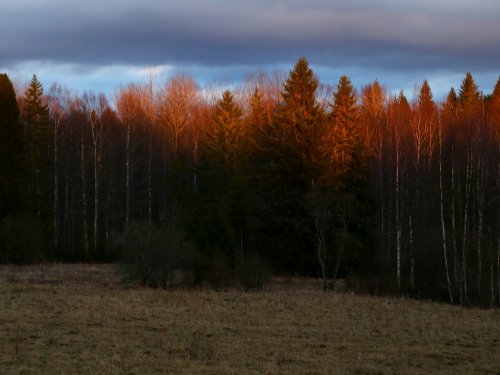 Вечерний свет