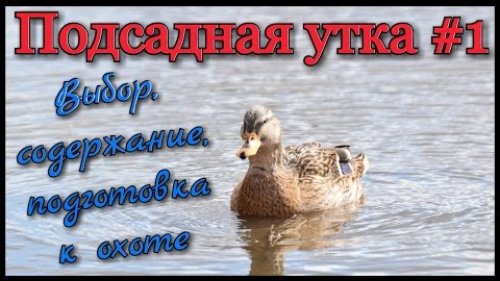 Подсадная утка и охота с ней №1