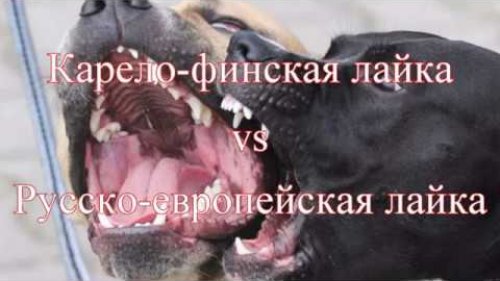 Смертельная схватка. Карело-финская лайка vs Русско-европейская лайка
