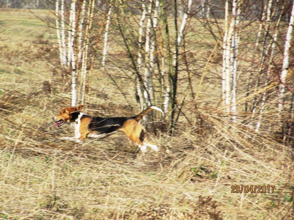 Гон