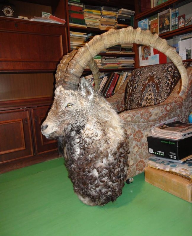 Сибирский козерог