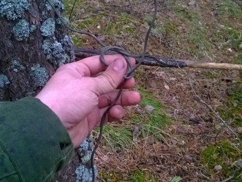 Нашли вросшую в дерево петлю
