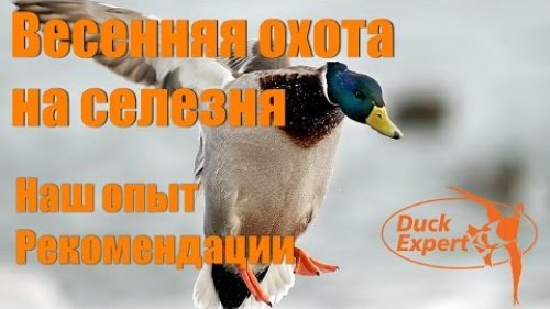 Весенняя охота на уток с чучелами