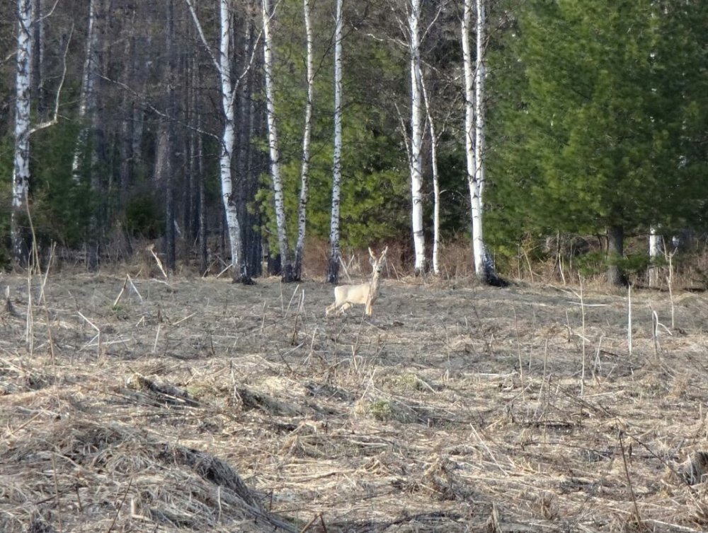Весенний.