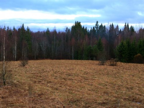 Поле