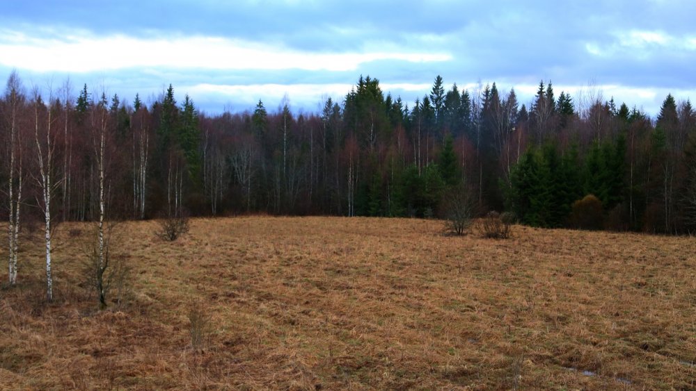 Поле