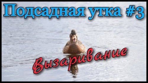 Подсадная утка и охота с ней #3. Вызаривание утки. Советы начинающим подсадникам.