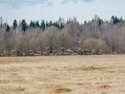 Кроншнепы в полете.