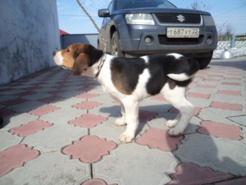 Кумач