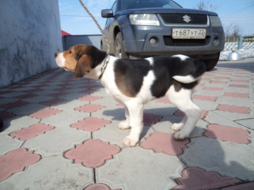 Кумач
