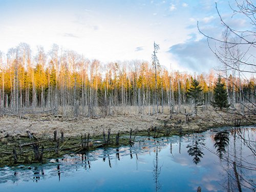 Жду селезня.