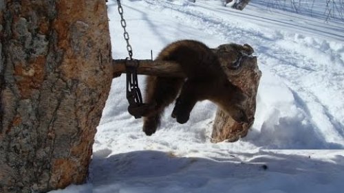 Промысловая охота на соболя. Хитрости установки капканов.