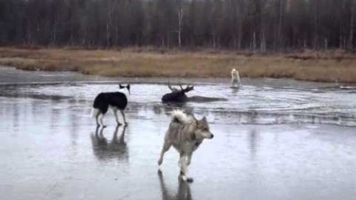 Охота с Сибирской Лайкой. Лучшая охотничья собака!