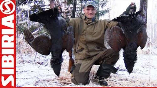 Охота на глухаря весной на току