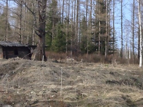 У старой избы