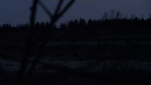 Тетеревиный ток/ Дуэль косачей