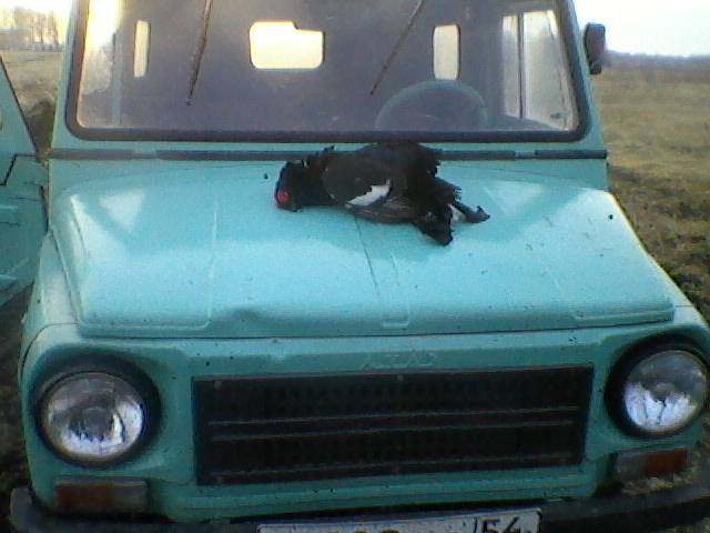 Черныш