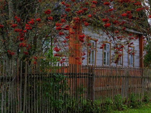 Новгородская область, рябина у дома