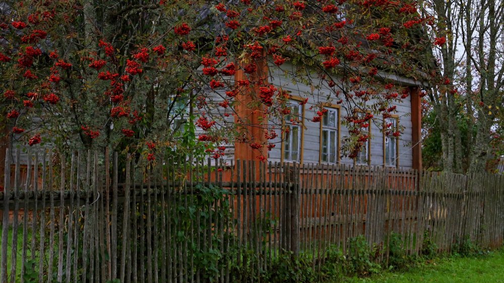 Новгородская область, рябина у дома