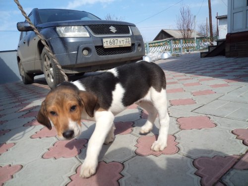 Кумач