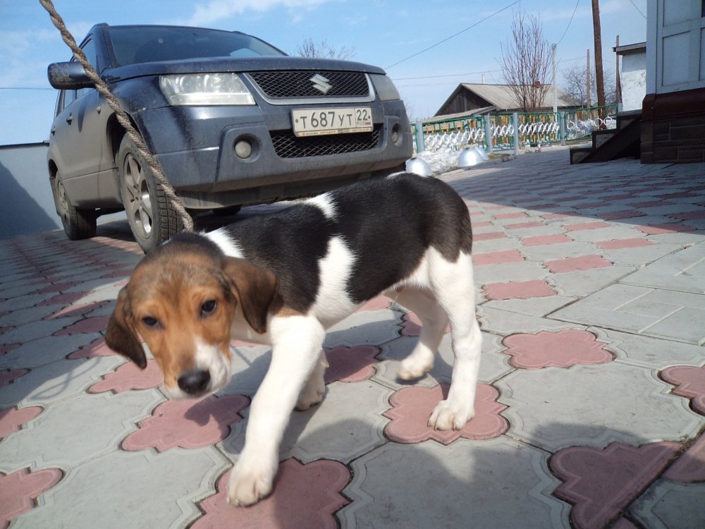 Кумач