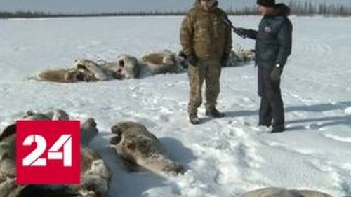 Браконьеры за Полярным кругом: эксклюзивный репортаж из стана живодеров