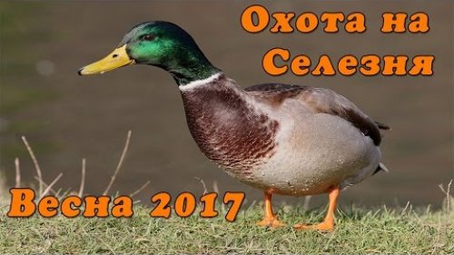 Охота на селезня весной 2017 с чучелами и манком