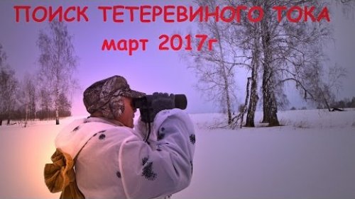 Поиск тетеревиного тока. Март 2017г