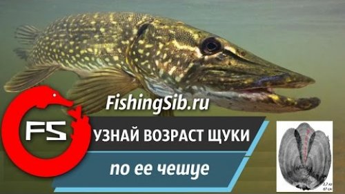 Как определить возраст щуки по чешуе при помощи сканера