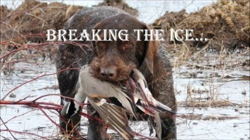 Охота на утку.Лучшие моменты.Duck hunting.The best moments.