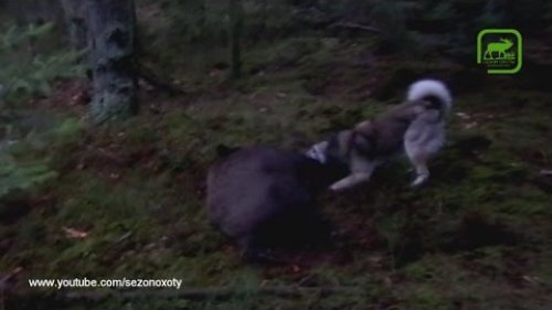 ЛУЧШЕЕ ВИДЕО! Добор подранка бронированного секача!